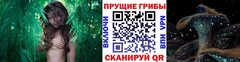Псилоцибиновые грибы Psilocybine cubensis Пустошка